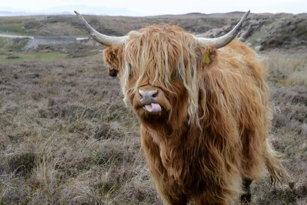 Scottish coo (or cow)